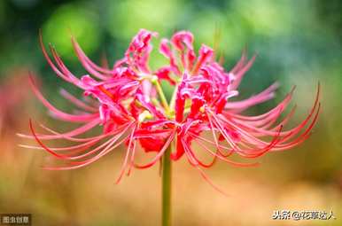 曼陀罗花语是什么意思？曼珠沙华曼陀罗花语的区别