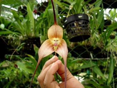 如何种植猴面小龙兰，如何种植猴面小龙兰