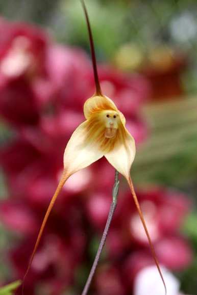 如何种植猴面小龙兰，如何种植猴面小龙兰