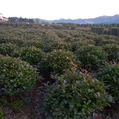 红叶石楠属于什么植物，红叶石楠的花语和寓意