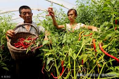 如何种植辣椒，如何种植辣椒可以过冬