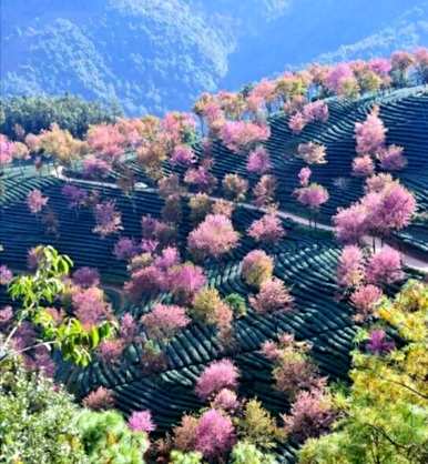 樱花萝卜种子，樱花种子怎么种？