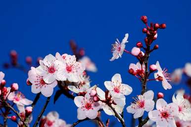 骨中红梅花几个月开，梅花一般几个月开