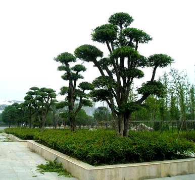 如何饲养冬青盆景，如何饲养冬青盆景，如何饲养冬青盆景