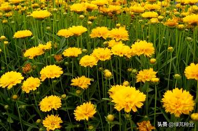 大花金鸡菊幼苗种植基地，如何种植大花金鸡菊