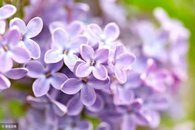 丁香花什么时候开，什么时候落，丁香花什么时候开