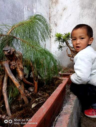 如何种植马尾松树，马尾松树移栽技巧