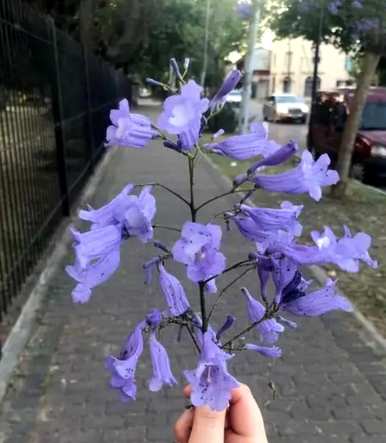 蓝花对的意思是什么？蓝花对的意思是什么？