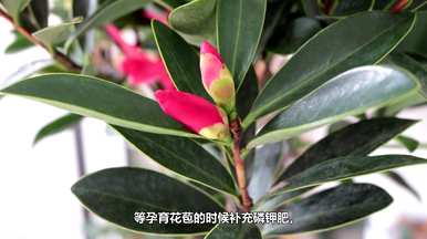 四季茶花什么时候开花？茶花能四季开花吗？视频