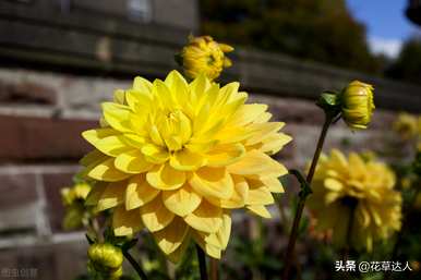 大丽花什么时候开花，播种后大丽花能开多久？