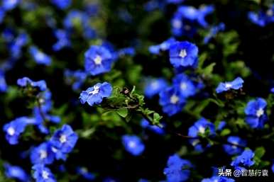 蓝星花和风铃花语，蓝星花语和寓意