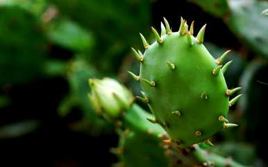 如何种植仙人掌？种植仙人掌用什么土？