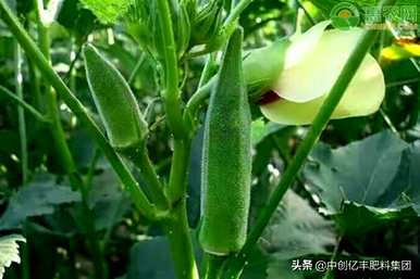 绿秋葵种植时间和方法、秋葵种植方法和时间