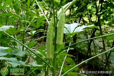 绿秋葵种植时间和方法、秋葵种植方法和时间