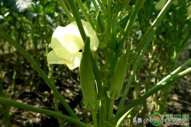 绿秋葵种植时间和方法、秋葵种植方法和时间