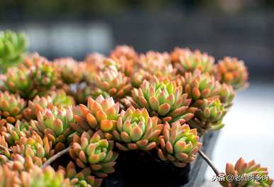 多肉植物如何养防虫，多肉植物如何防虫？