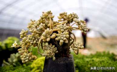 多肉植物如何养防虫，多肉植物如何防虫？