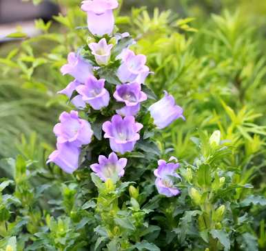 紫风铃花好养吗？新会大泽紫风铃花