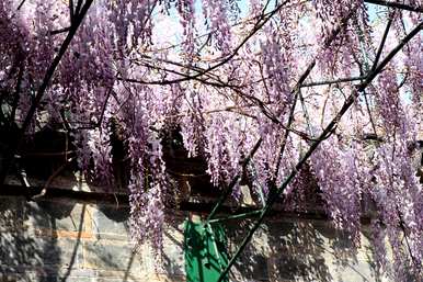 紫藤花语，紫藤花语