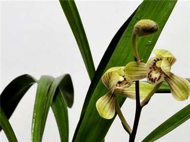 冬季兰花的种植和维护技能、种植方法和技能