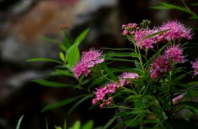 夕雾花的花语和传说故事，夕雾花的花语和传说故事