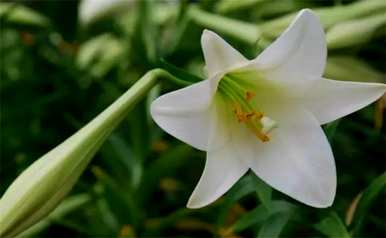 百合花的花语是什么？