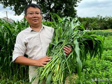 如何种植苏丹草种子，如何种植苏丹草种子