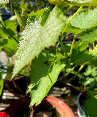 什么肥料适合阳台种植葡萄？巨玫瑰葡萄阳台盆栽技术