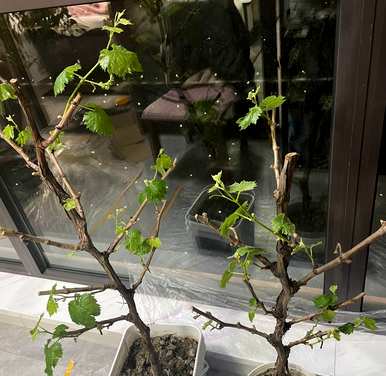 什么肥料适合阳台种植葡萄？巨玫瑰葡萄阳台盆栽技术