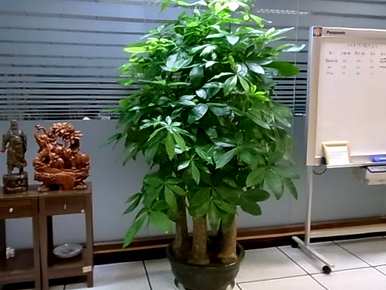 家用植物盆栽，办公室植物盆栽