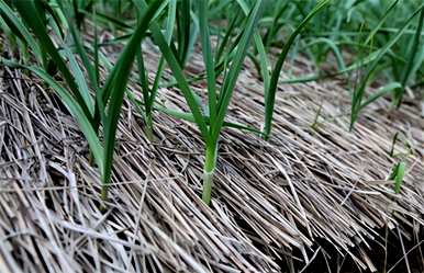 田间大蒜种植方法，田间半水种植视频