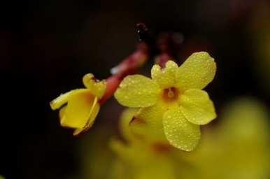 香烟迎春花的寓意，迎春花的寓意和风水