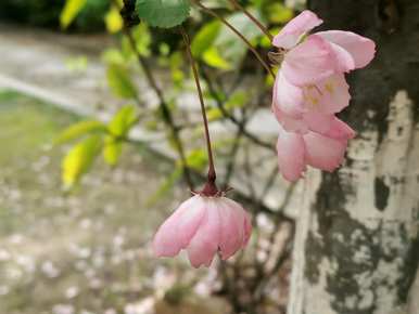 西府海棠花语解说，什么是西府海棠花语