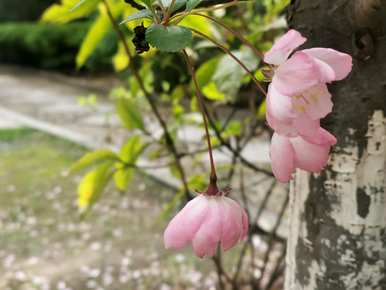 西府海棠花语解说，什么是西府海棠花语