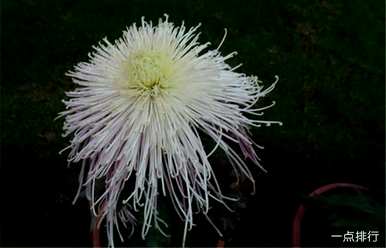 浸泡菊花种类图片，菊花种类最好