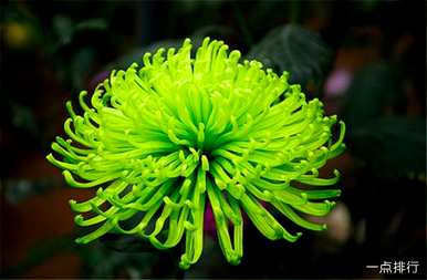 浸泡菊花种类图片，菊花种类最好