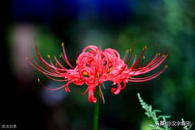 什么是曼珠沙华花语，曼珠沙华花语句子