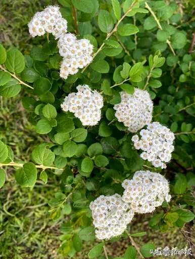 为什么绣线菊的花语是祈福努力，绣线菊的花语是什么？