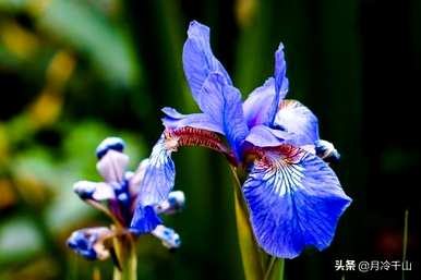 鸢尾花语是什么，鸢尾花语是什么意思？