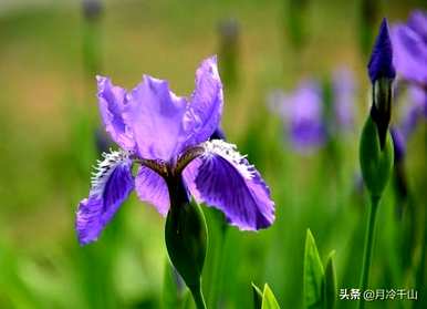 鸢尾花语是什么，鸢尾花语是什么意思？