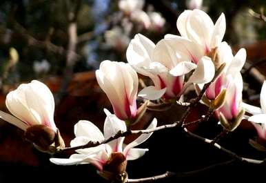 玉兰花鲜切花养护，玉兰花鲜切花养护