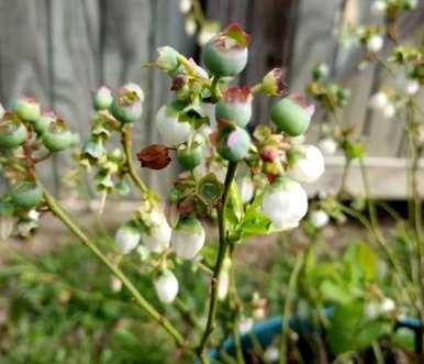 蓝莓树适合在哪里种植？种植蓝莓树讲究吗？