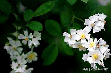 你知道茶花的花语是什么吗？茶花的花语是什么？