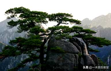 年寒三友是指哪三种植物图片，年寒三友是指哪三种植物