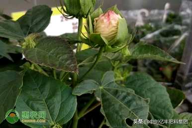 芙蓉花语寓意风水，芙蓉花语代表意义