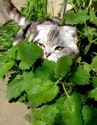 猫吃薄荷怎么了？猫薄荷是什么植物？