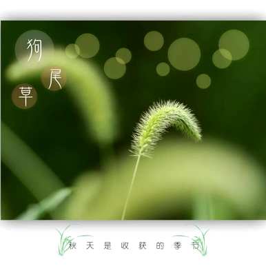 什么是狗尾草的花语，什么是狗尾草花语的唯美句？