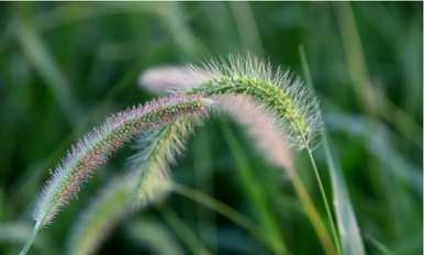 什么是狗尾草的花语，什么是狗尾草花语的唯美句？