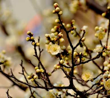 梅花品种大全朱砂梅，名贵梅花品种有哪些？