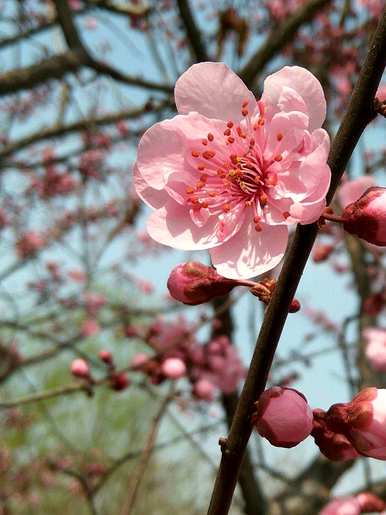 梅花品种大全朱砂梅，名贵梅花品种有哪些？